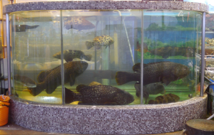 Sai-Kung